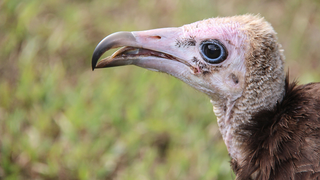 Hundreds of Critically Endangered Vultures Killed in Possible Poisoning